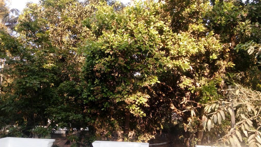 Coconut Garden Apartment Cherai Beach Exterior photo